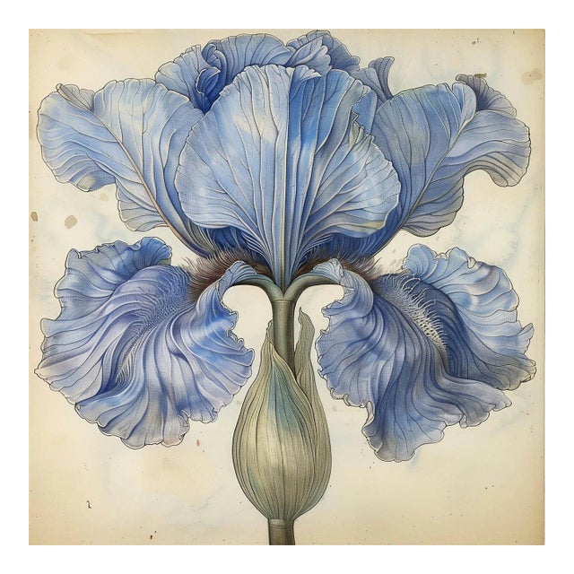 Blue Iris No. 2 – Antique Botanical Fine Art Print For Sale