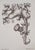 Cécile Reims Bloom Original etching Signed in pencil in the plate Numbered out of 59 copies On vellum 38 x 28 cm The...