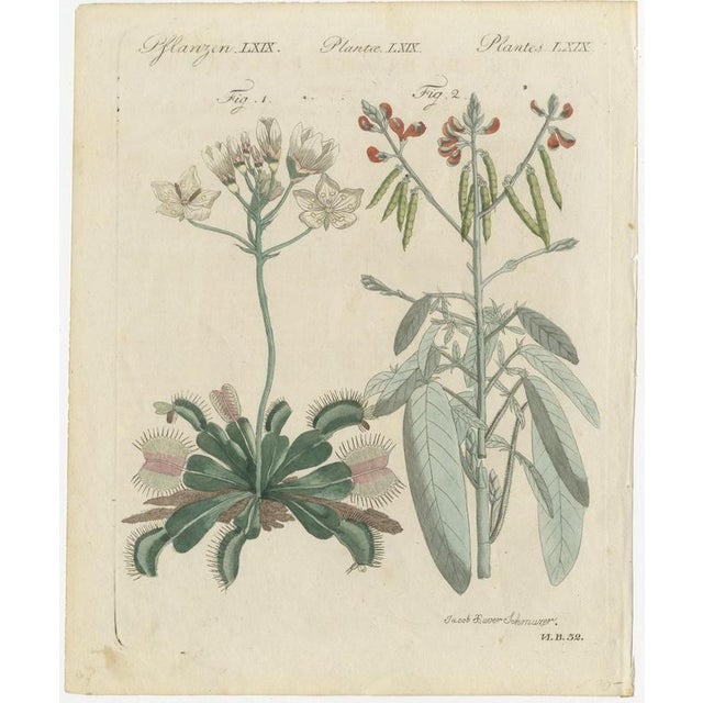 Bertuch, Venus Flytrap Carnivorous Plant, 1805, Print For Sale - Image 3 of 12