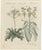 Bertuch, Venus Flytrap Carnivorous Plant, 1805, Print For Sale - Image 3 of 12