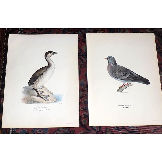 This set of eleven (11) late 19th century antique chromolithographs (stone lithographs where each color is laid in with a...