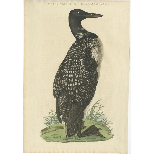 Early 19th Century Sepp & Nozeman, Bird Illustration of the Common Loon, 1829, Print For Sale - Image 5 of 5