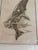 j.d. Mayhew Gray Whales and Kelp 1983 Limited Edition Etching Print, Signed and Numbered For Sale - Image 4 of 10