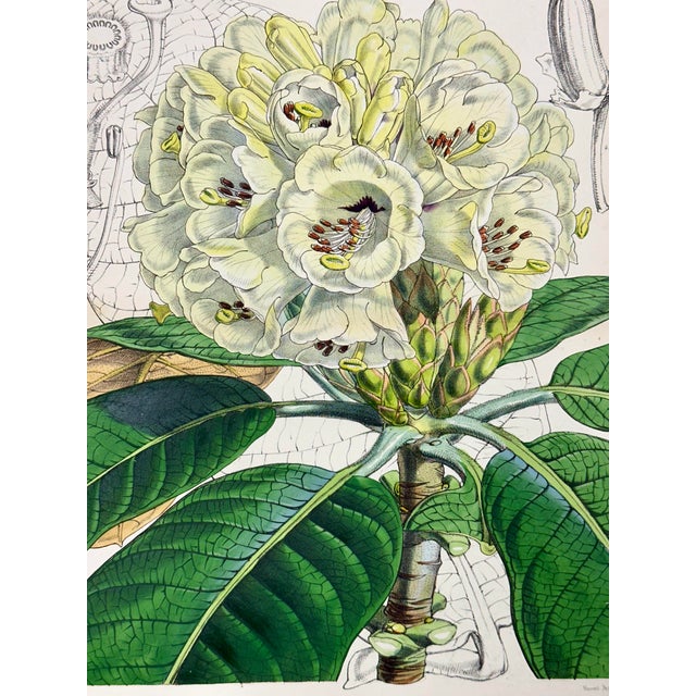 Illustration Rhododendron Print by William Curtis, 1856 For Sale - Image 3 of 3
