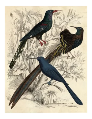 Gallivani Birds 2, Unframed Artwork