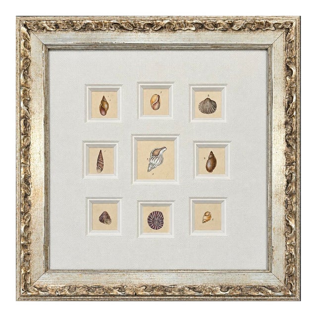 Antique Coastal Seashell Set of 9 | Custom Framed Collection | by Donovan, Circa 1804 For Sale