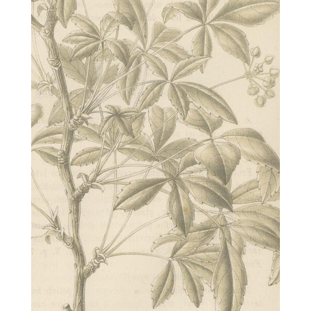 19th Century J. Gaÿkema, Aralia Pentaphylla Shrub with Flower and Fruit Details, 1858, Lithograph For Sale - Image 5 of 9