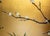 "Plum Blossom, Peonies and Irises" by Kokei, Showa Era Japanese Byobu Screen For Sale - Image 13 of 18
