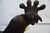 French Iron Rooster Sculpture For Sale - Image 11 of 12