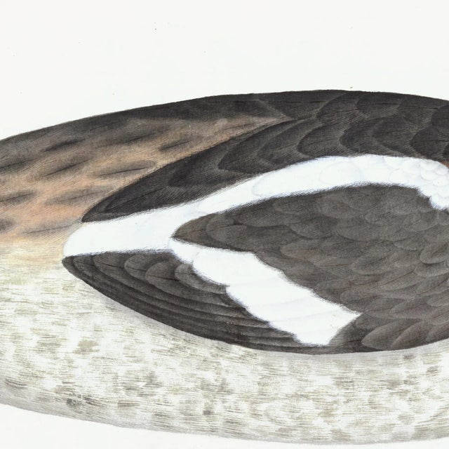 2020s Great Crested Grebe Plate 34 by Olof Rudbeck (Cfa-Wd) For Sale - Image 5 of 6