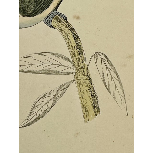 Antique Hand Tinted Bird Print From England Featuring a Delicate Marsh Tit - Circa 1880 For Sale - Image 9 of 11