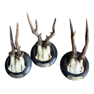 Set of 3 Roe Deer Trophies With Attached Metal Banner 1895 For Sale