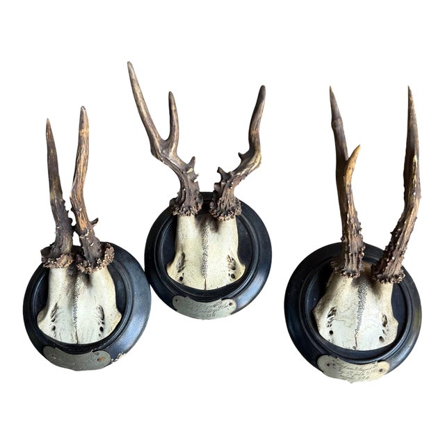 Set of 3 Roe Deer Trophies With Attached Metal Banner 1895 For Sale