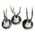 Set of 3 Roe Deer Trophies With Attached Metal Banner 1895 For Sale