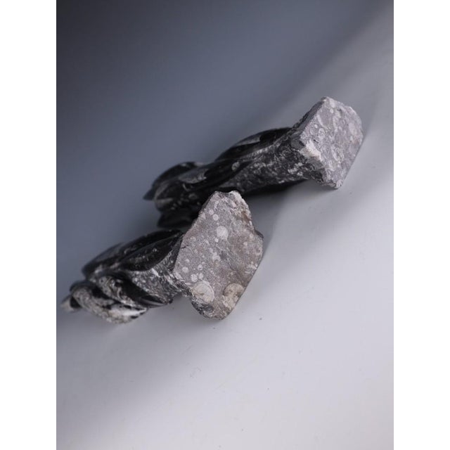 Hand-Carved Orthoceras Fossil Sculptures in Black Limestone, Morocco, Set of 2 For Sale - Image 11 of 15