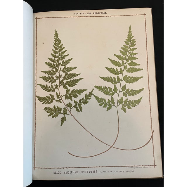 Late 19th Century Heath's Fern Portfolio, 1885 Complete With 15 Chromolithographs For Sale - Image 5 of 18