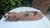 Vintage Wooden African Mask, 1960s For Sale - Image 4 of 10