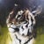 Poster with Tigers in Black Frame from Musàe Du Louvre For Sale - Image 4 of 11