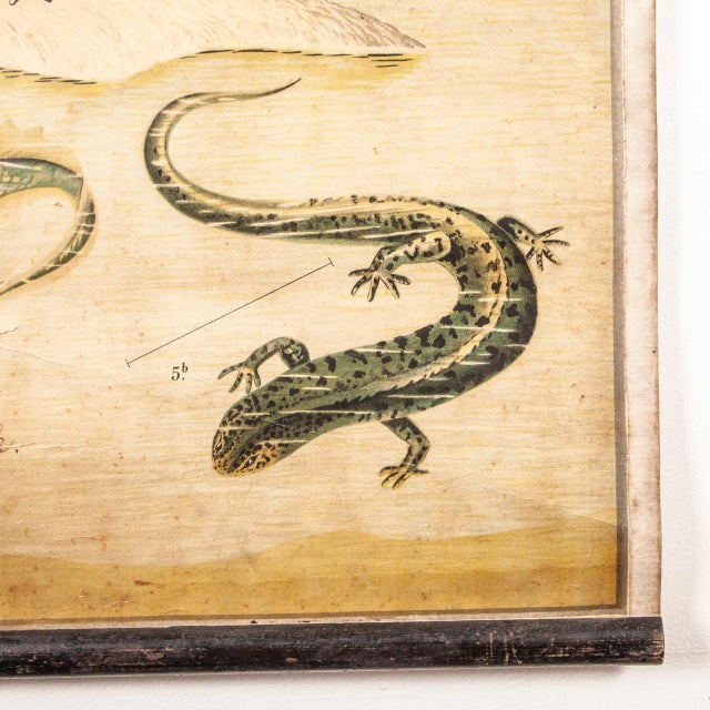 19th Century Czechoslovakian Educational Chart of Amphibians For Sale - Image 12 of 17
