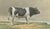 19th Century Breton Bull, Cattle Print After Constant Troyon, 1873, Paper For Sale - Image 5 of 12
