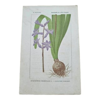 Antique French Botanical Lithograph - Hyacinthus orientalis by Henri Ernest Baillon For Sale