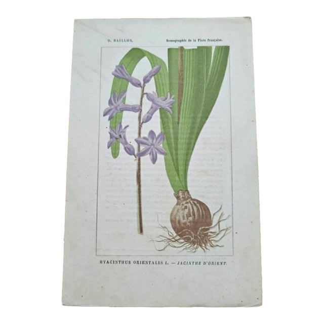 Antique French Botanical Lithograph - Hyacinthus orientalis by Henri Ernest Baillon For Sale