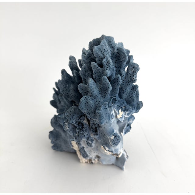 Late 20th Century Natural Blue Coral Specimen For Sale - Image 5 of 8