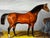 Masterful Victorian Equine Portrait Oil Painting c.1840 William the Conqueror Horse in Stable by Samuel Spode For Sale - Image 11 of 18