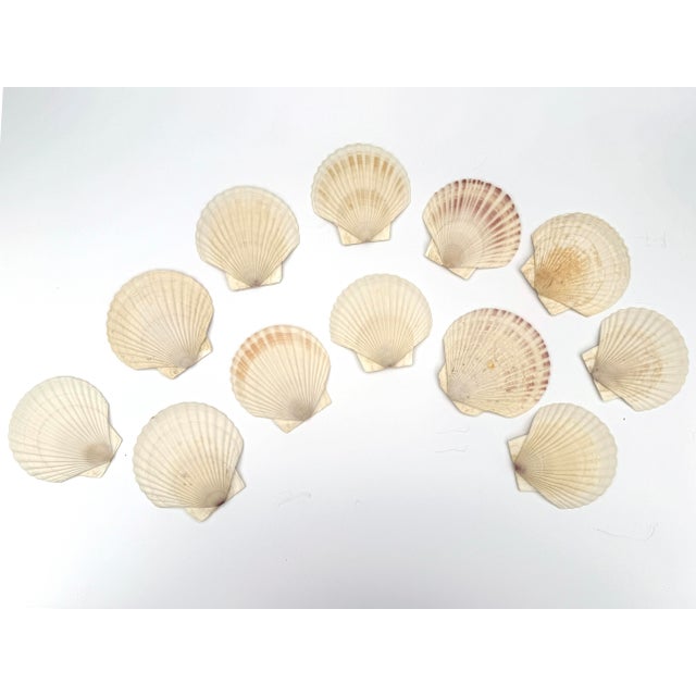 Natural White Scallop Shell Canape Plates - Set of 12 For Sale In Buffalo - Image 6 of 6
