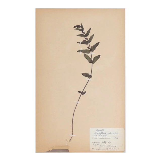 Vintage Swedish Herbarium - Skullcap, Circa 1938 For Sale