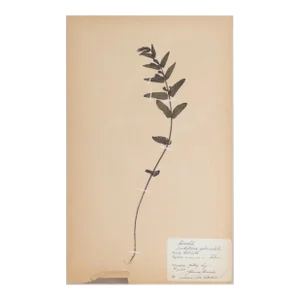 Vintage Swedish Herbarium - Skullcap, Circa 1938