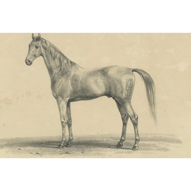 Paper August Jäger, Burnu, 1846, Lithograph For Sale - Image 7 of 9