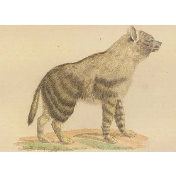 The Brown-Tailed Mongoose and the Brown Hyena, 1845, Paper For Sale - Image 4 of 6