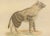 The Brown-Tailed Mongoose and the Brown Hyena, 1845, Paper For Sale - Image 4 of 6