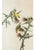 John James Audubon 1966 Vintage Farmhouse Cottage Print "American Goldfinch" After John James Audubon For Sale - Image 4 of 6