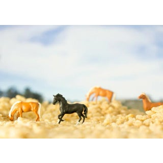 Cereal - Horses 1 by Matthew Carden Print, 36" x 45" For Sale