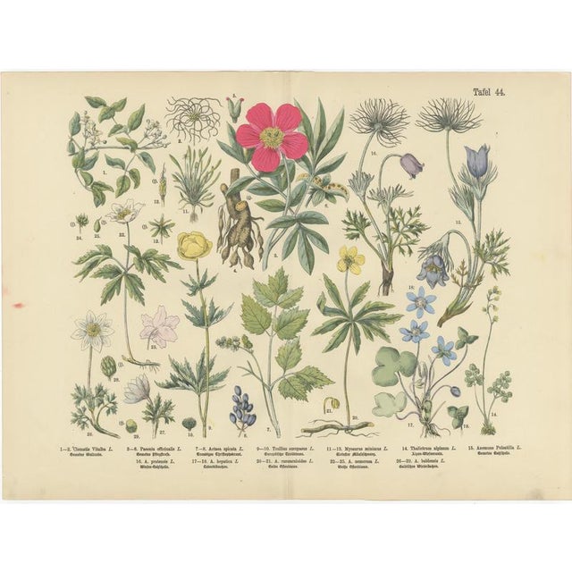 Antique Botanical Charts of German Wildflowers, Stuttgart, 1885, Set of 6 For Sale - Image 6 of 9