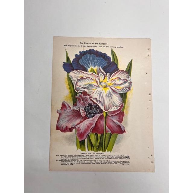 Circa 1890, antique botanical garden print of Japan Iris. Beautiful chromolithograph ready for matting and framing.