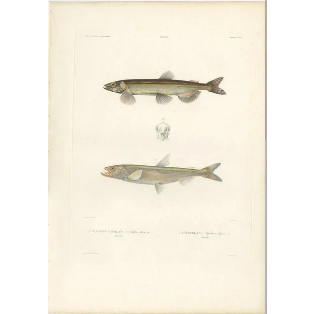 Blanchard, Capelin and the European Smelt, 1845, Hand-Colored Lithograph For Sale - Image 3 of 11