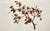 This is a vintage 1960's hand-made Brutalist wall art sculptured solid copper and brass tree branch, in the style of...