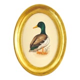 Original Hand-Painted Mallard Miniature Painting in an Italian Vintage Frame For Sale