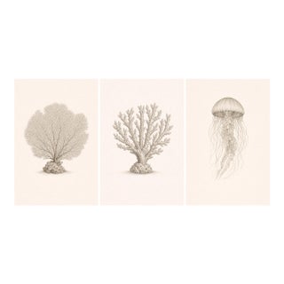 Coastal Sea Life Study Collection, Minimal Botanical & Shell Art Prints, 24" × 36" (Set of 3) For Sale