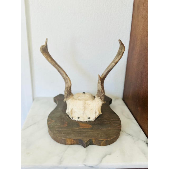 Mid 19th Century Vintage Mounted Deer Antler Trophy For Sale - Image 5 of 8