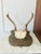 Mid 19th Century Vintage Mounted Deer Antler Trophy For Sale - Image 5 of 8