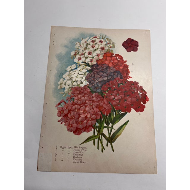Circa 1890, antique botanical garden print of seven types of Phlox. Other side of print illustrates Violets, Lily of the...