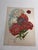 Circa 1890, antique botanical garden print of seven types of Phlox. Other side of print illustrates Violets, Lily of the...