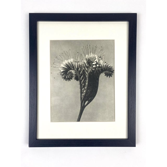 1940s 1940s Framed Botanical Blossfeldt Print - No. 12 For Sale - Image 5 of 5