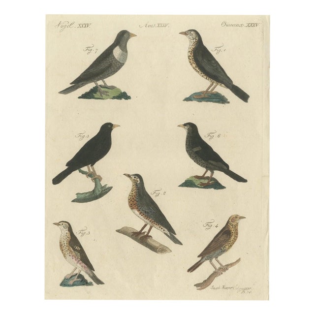 Bertuch, Thrushes, Blackbird and Ring Ouzel, 1805, Print For Sale