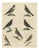 Bertuch, Thrushes, Blackbird and Ring Ouzel, 1805, Print For Sale