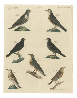 Bertuch, Thrushes, Blackbird and Ring Ouzel, 1805, Print
